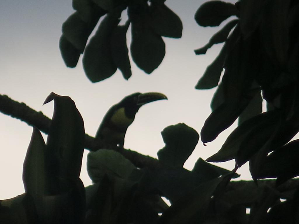 Hostel Y Posada Colibri Puerto Iguazu Ngoại thất bức ảnh