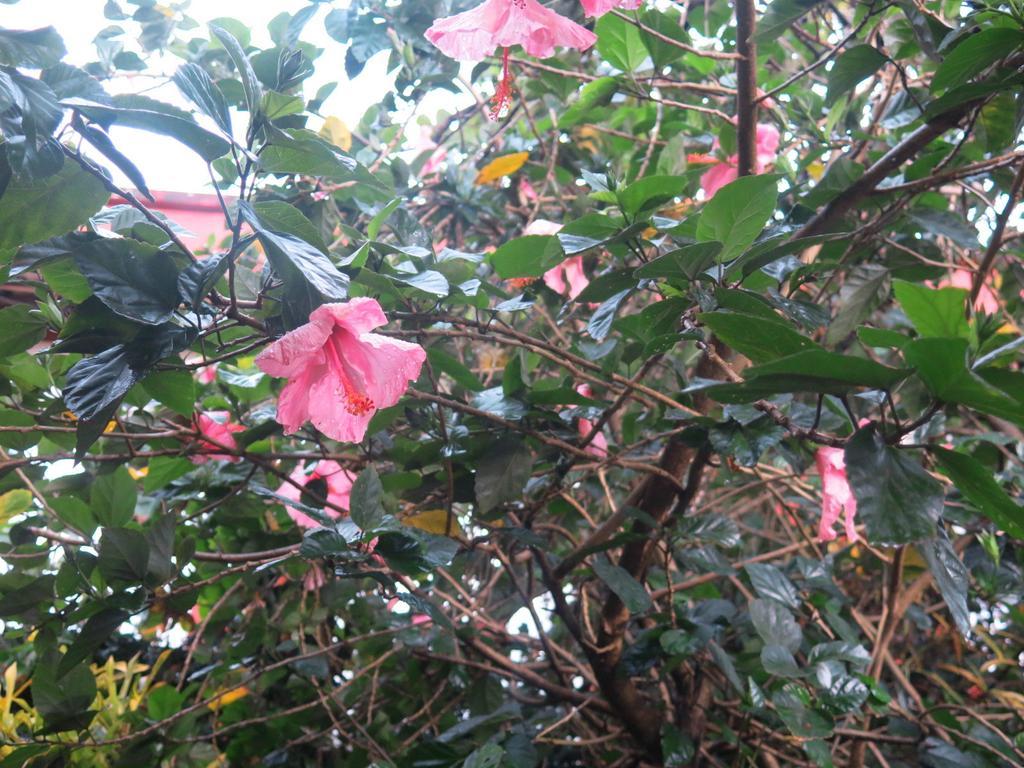 Hostel Y Posada Colibri Puerto Iguazu Ngoại thất bức ảnh